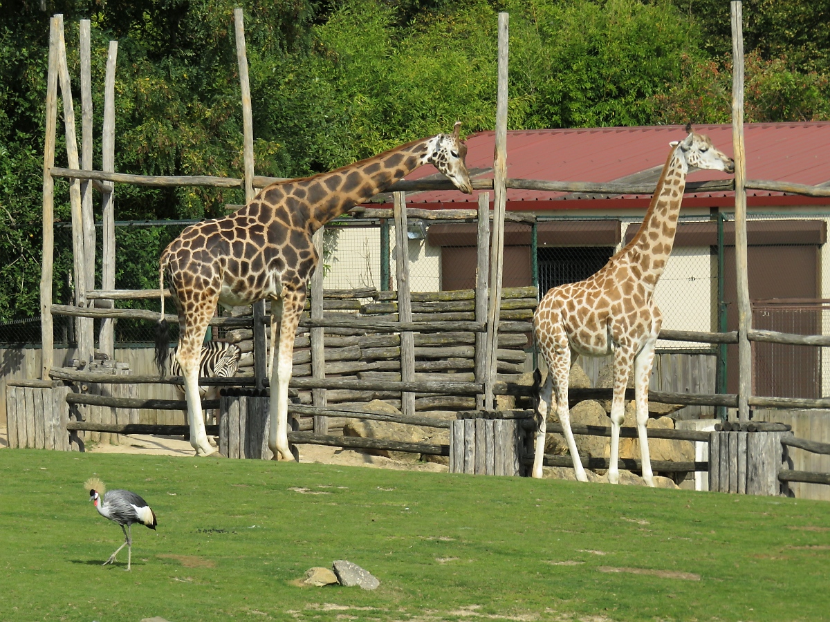 Ein Giraffen-Paar im Zoo d'Amneville, 26.9.2017