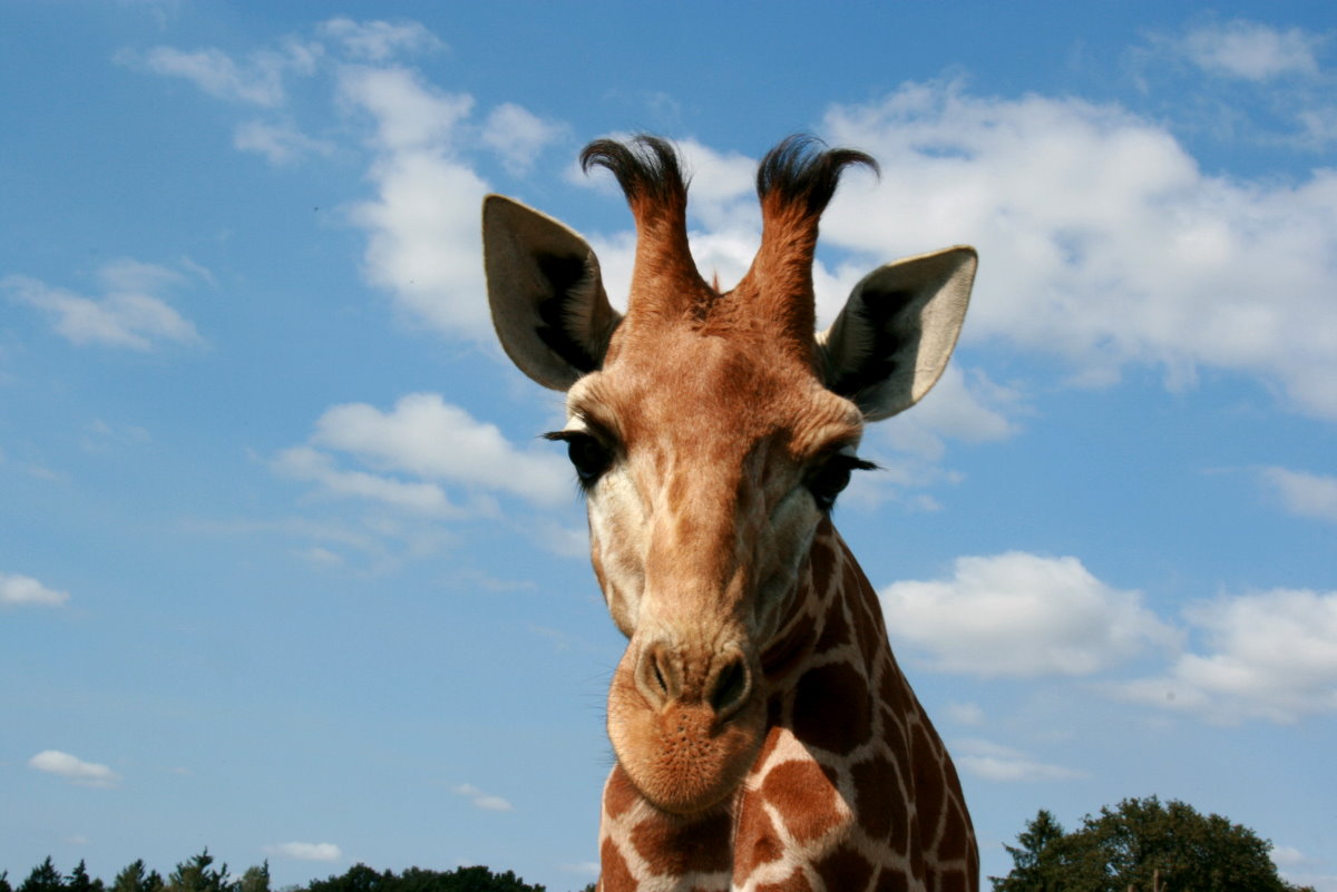 Ein Giraffenpotrait kurz vor der Seitenscheibe meine Autos. Serengeti Park Hodenhagen; 03.09.2014