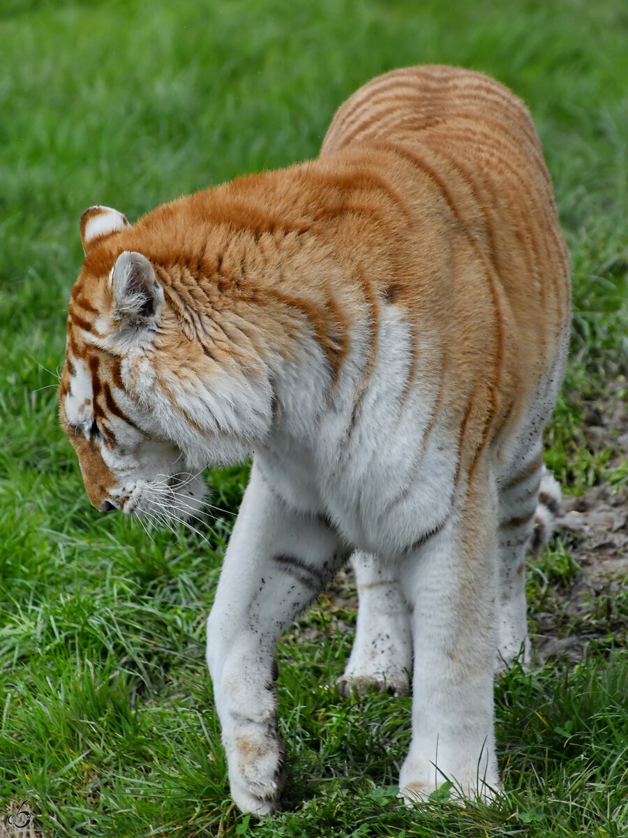 Ein Golden Tabby streift duchs Gehege, so gesehen Anfang April 2024 im Tigerpark Dassow.