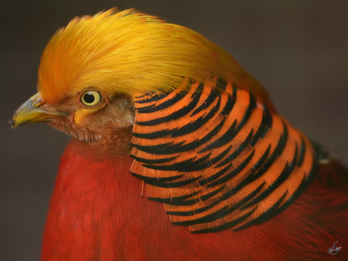 Ein Goldfasan im Zoo Dortmund. (Januar 2013)