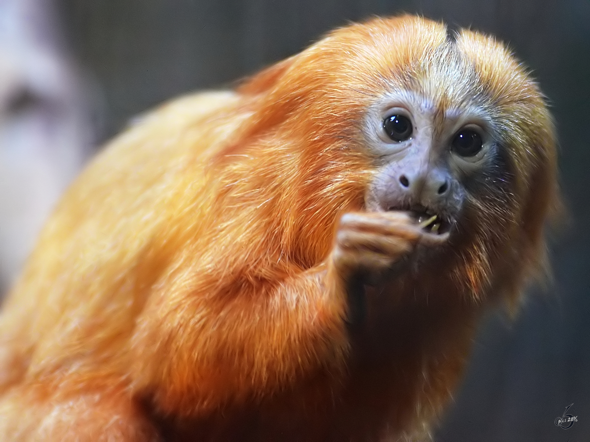 Ein Goldgelbes Lwenffchen im Zoo Duisburg.