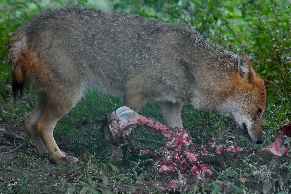 Ein Goldschakal beschnuppert das Nahrungsangebot. (Wildpark Rosegg, August 2019)