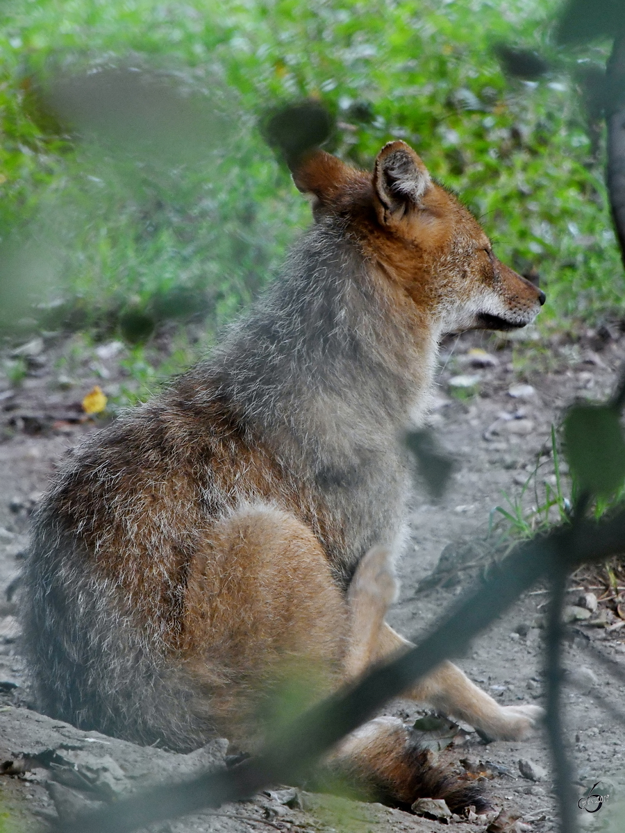 Ein Goldschakal Ende August 2019 im Wildpark Rosegg.