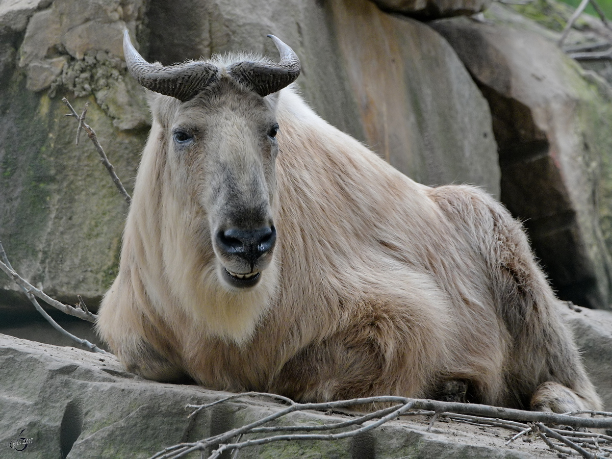 Ein Goldtakin Anfang April 2017 im Zoo Dresden.