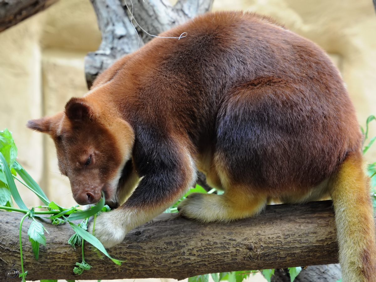 Ein Goodfellow-Baumknguru beim Essen. (Zoo Duisburg, Juli 2013)