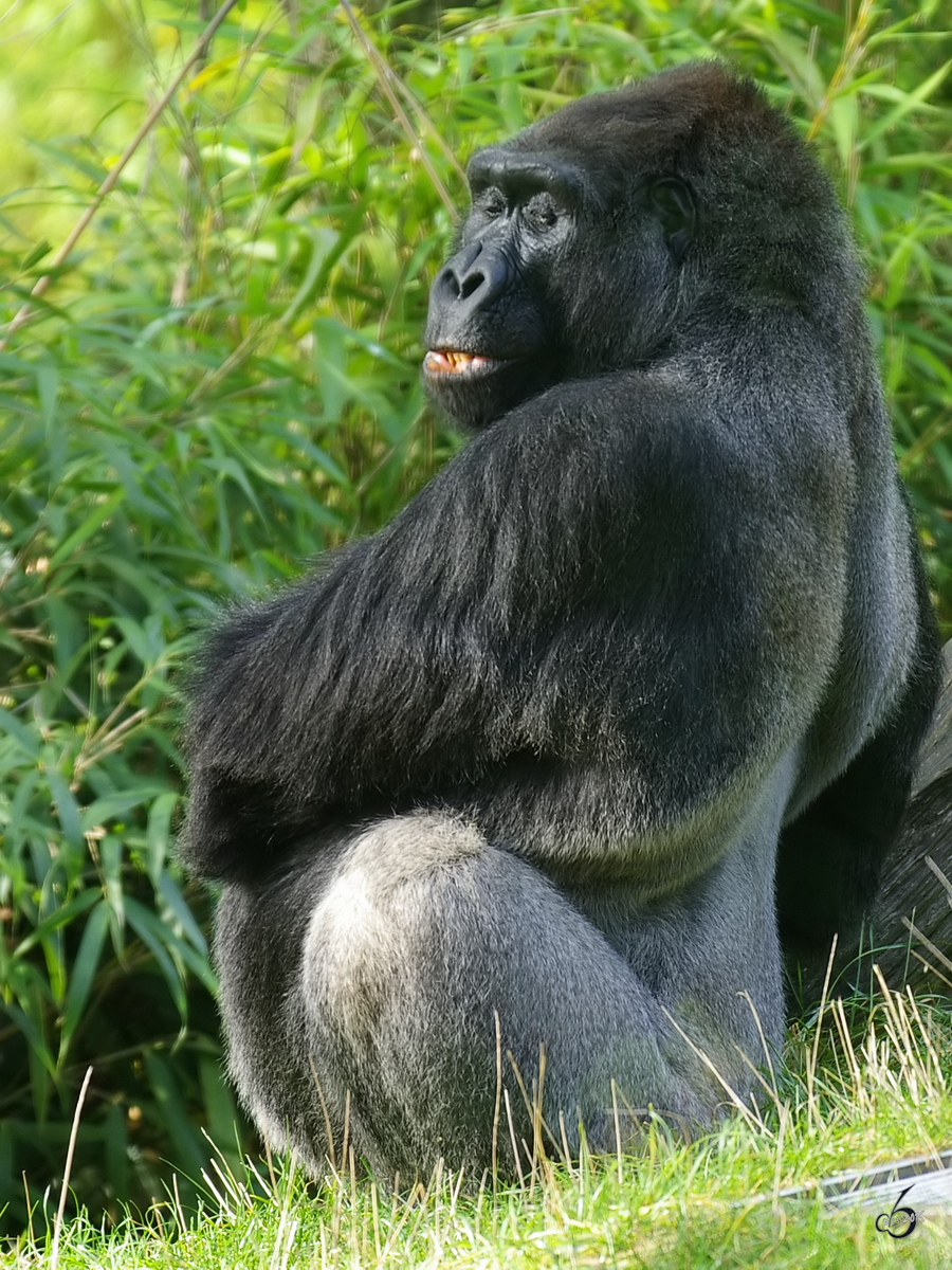 Ein Gorilla im Zoo Duisburg (Oktober 2006)