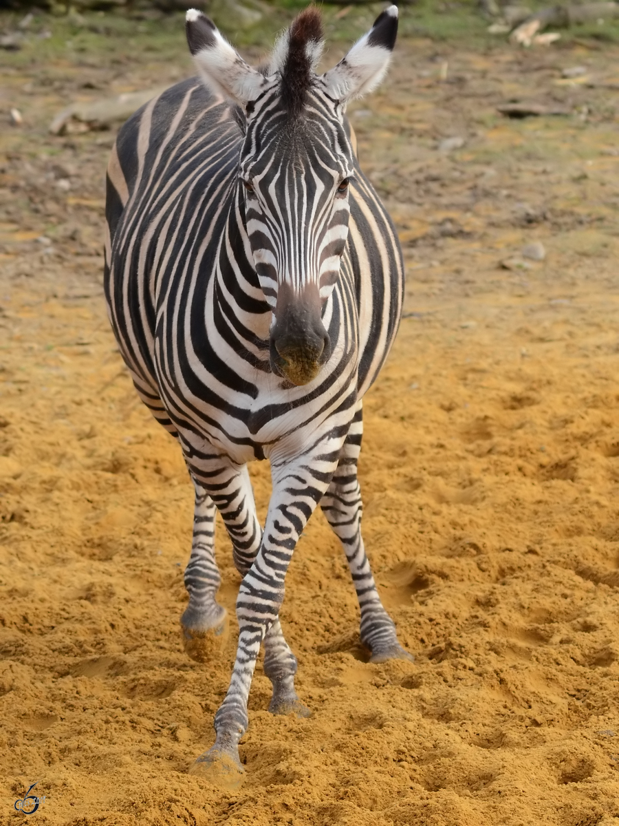 Ein Grant-Zebra Ende Februar 2011 im Zoom Gelsenkirchen.