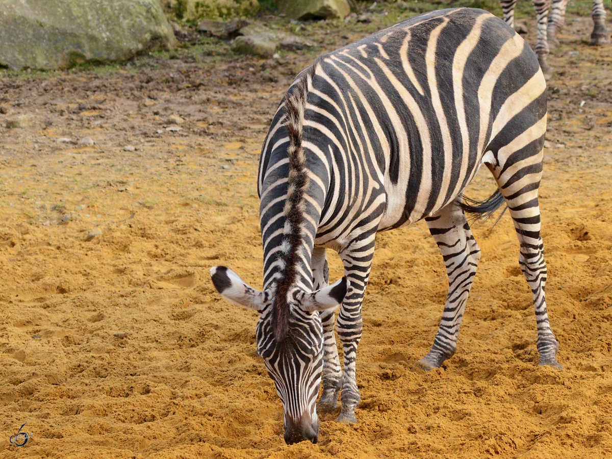 Ein Grant-Zebra Ende Februar 2011 im Zoom Gelsenkirchen.