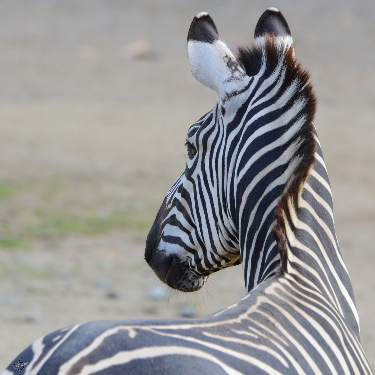 Ein Grant-Zebra Ende Oktober 2013 im Zoom Gelsenkirchen.