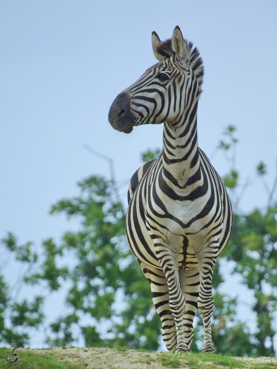 Ein Grantzebra im Zoom Gelsenkirchen.