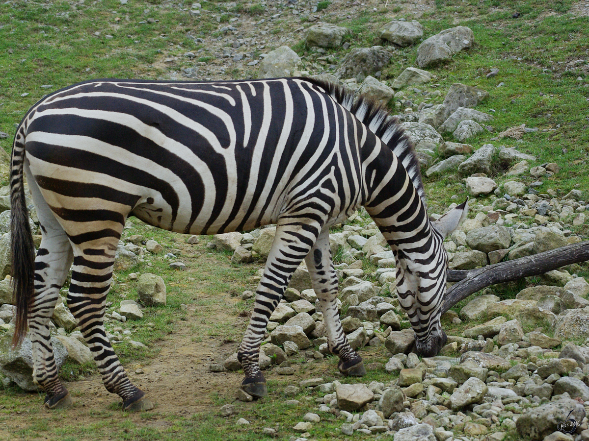 Ein Grantzebra im Zoom Gelsenkirchen.