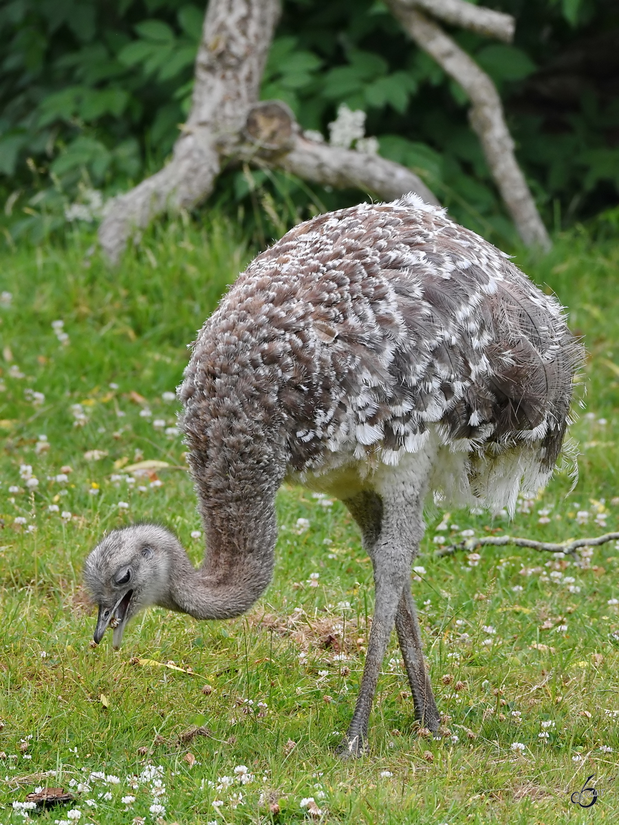 Ein grasender Nandu Anfang Juni 2018 im Zoo Aalborg.