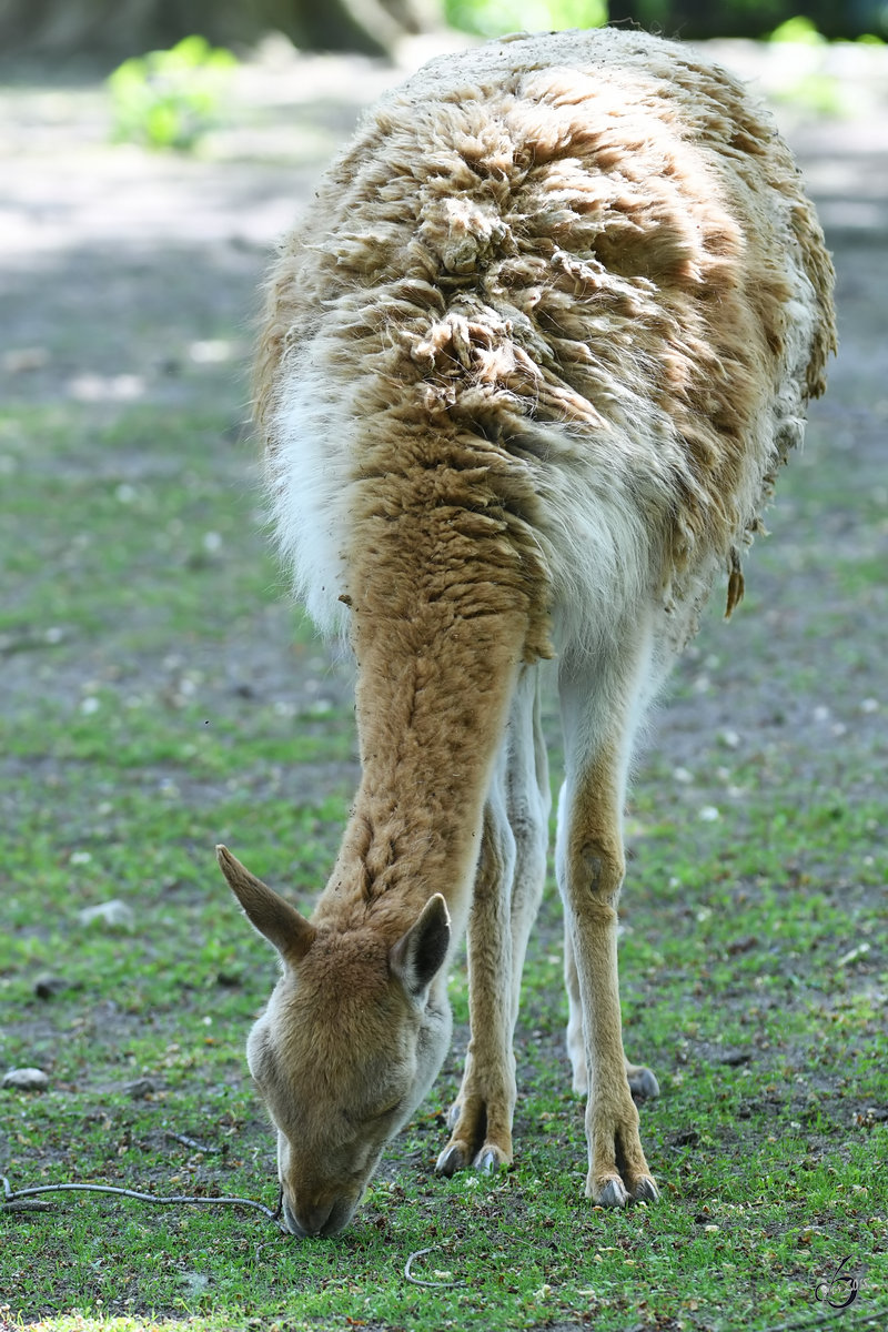 Ein grasender Vikunja Ende April 2018 im Zoo Berlin. 