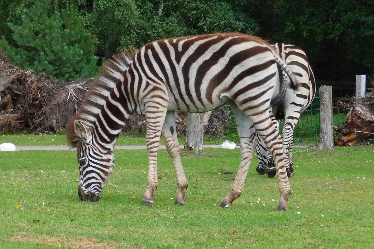 Ein grasendes Steppenzebra im Serengetipark, 9.9.15 