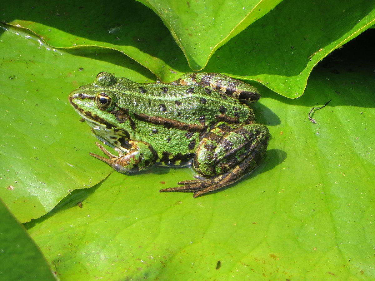 Ein Grasfrosch in Seehof am 19.08.2015.