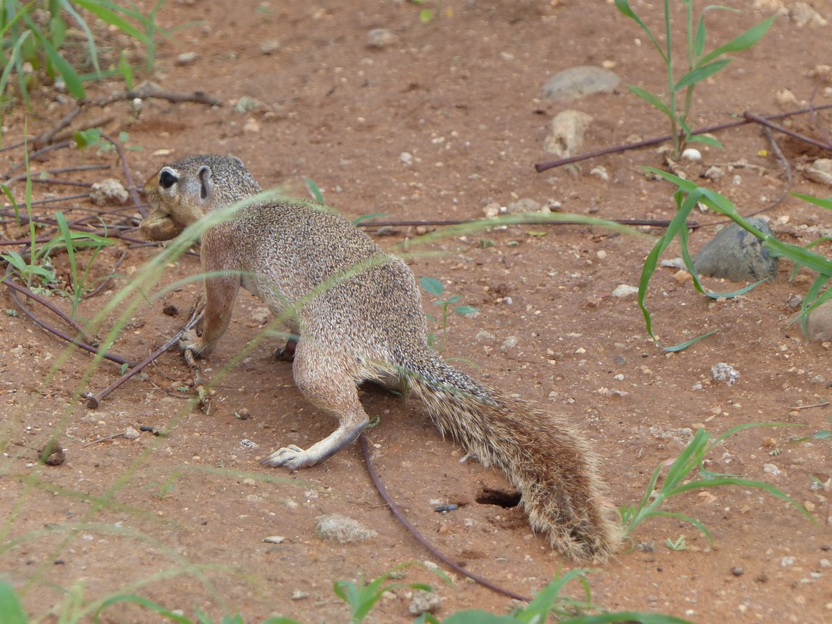 Ein Graufuhrnchen ( Heliosciurus gambianus ) im  sdhiopischen Turmi am 29.4.2019