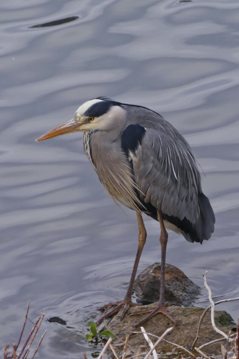 Ein Graureiher am Ufer der Maas in Maastricht. 03.2026