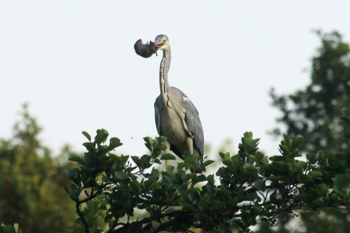 Ein Graureiher hat eine groe Ratte gefangen und setzt sich auf eine Baumkrone am Farchauer Mhlenteich, 3.7.2015