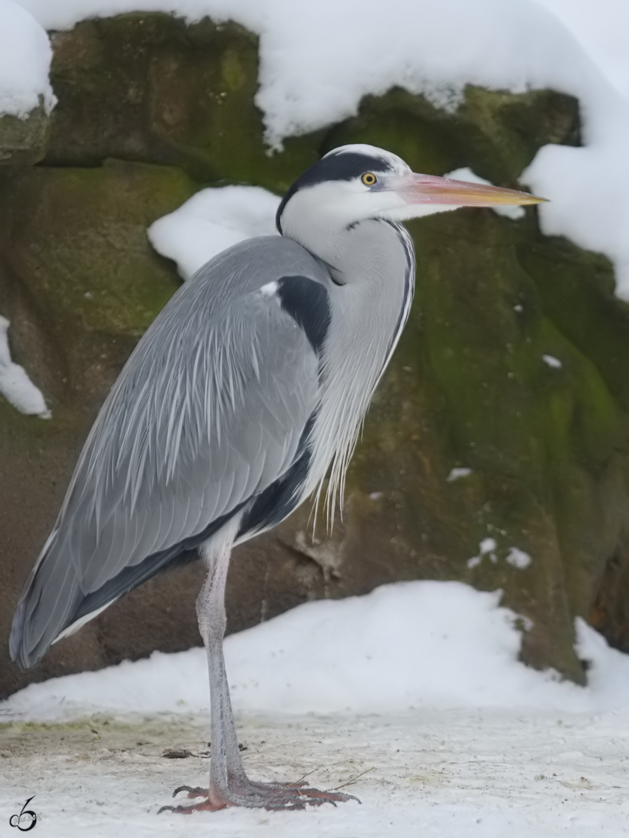 Ein Graureiher im Winter (Zoo Dortmund, Februar 2010)