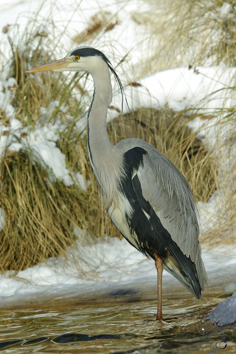 Ein Graureiher im Zoo Wuppertal. (Januar 2009)