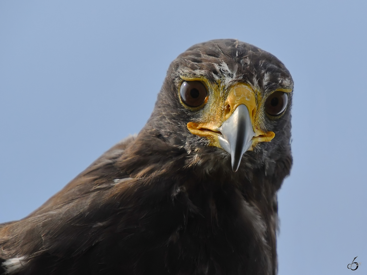 Ein Greifvogel in der Nhe der Burgruine Landskron. (Villach, August 2019)