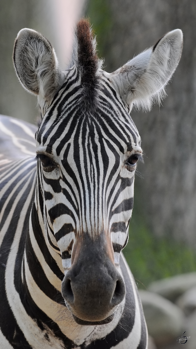 Ein Grevy-Zebra Anfang Juli 2010 im Zoo Schwerin.