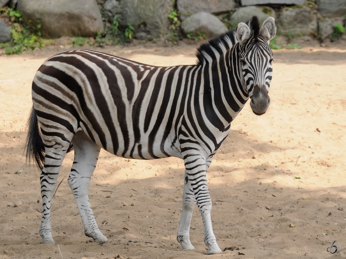 Ein Grevy-Zebra Anfang Juli 2010 im Zoo Schwerin.