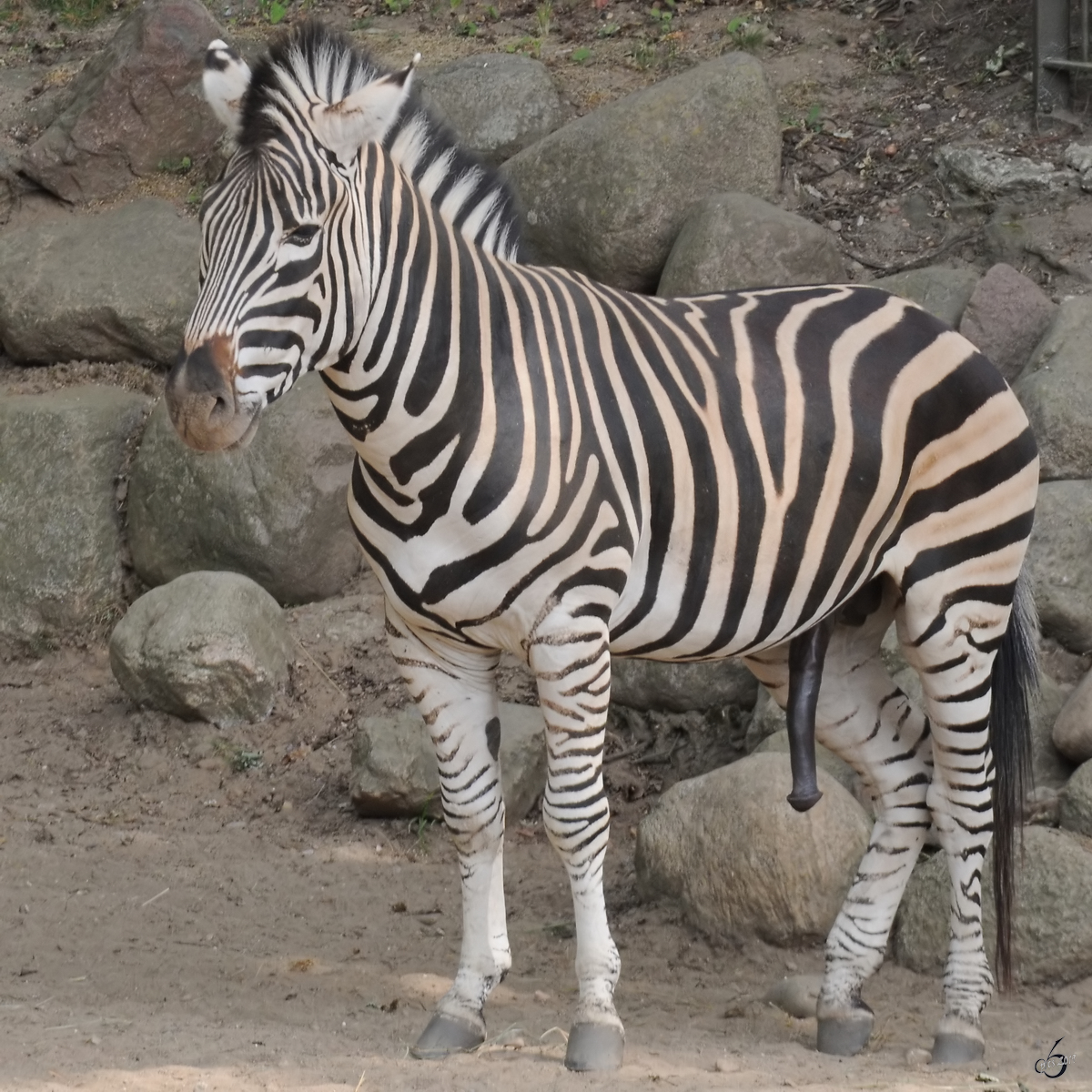 
Ein Grevy-Zebra Anfang Juli 2010 im Zoo Schwerin. 