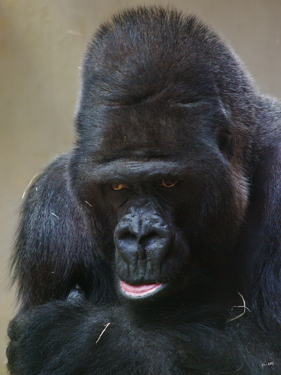 Ein grimmiger Flachlandgorilla im Zoo Wuppertal. (Januar 2009)