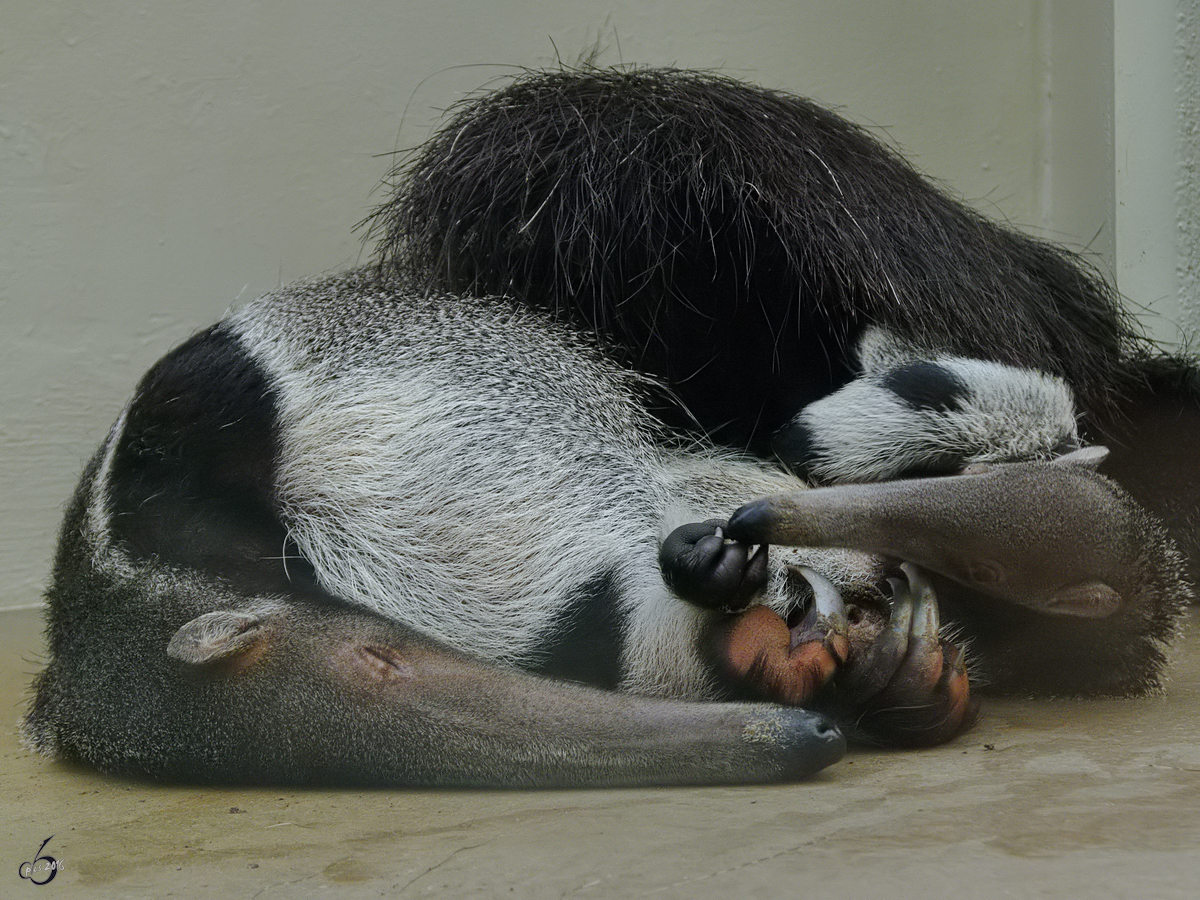 Ein groer Ameisenbr mit Nachwuchs im Zoo Dortmund. (November 2009)