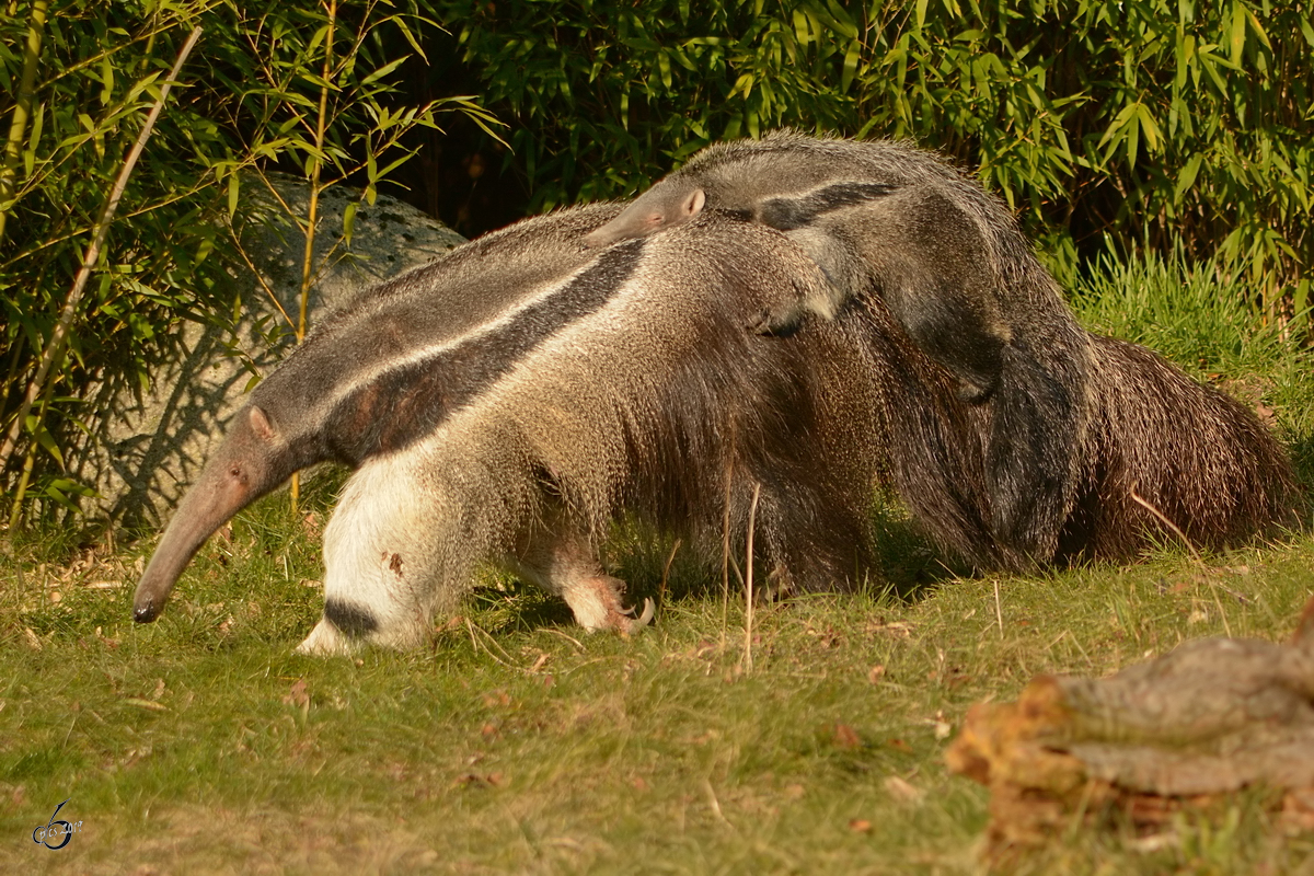 Ein groer Ameisenbr mit Nachwuchs. (Zoo Dortmund, Juni 2010)