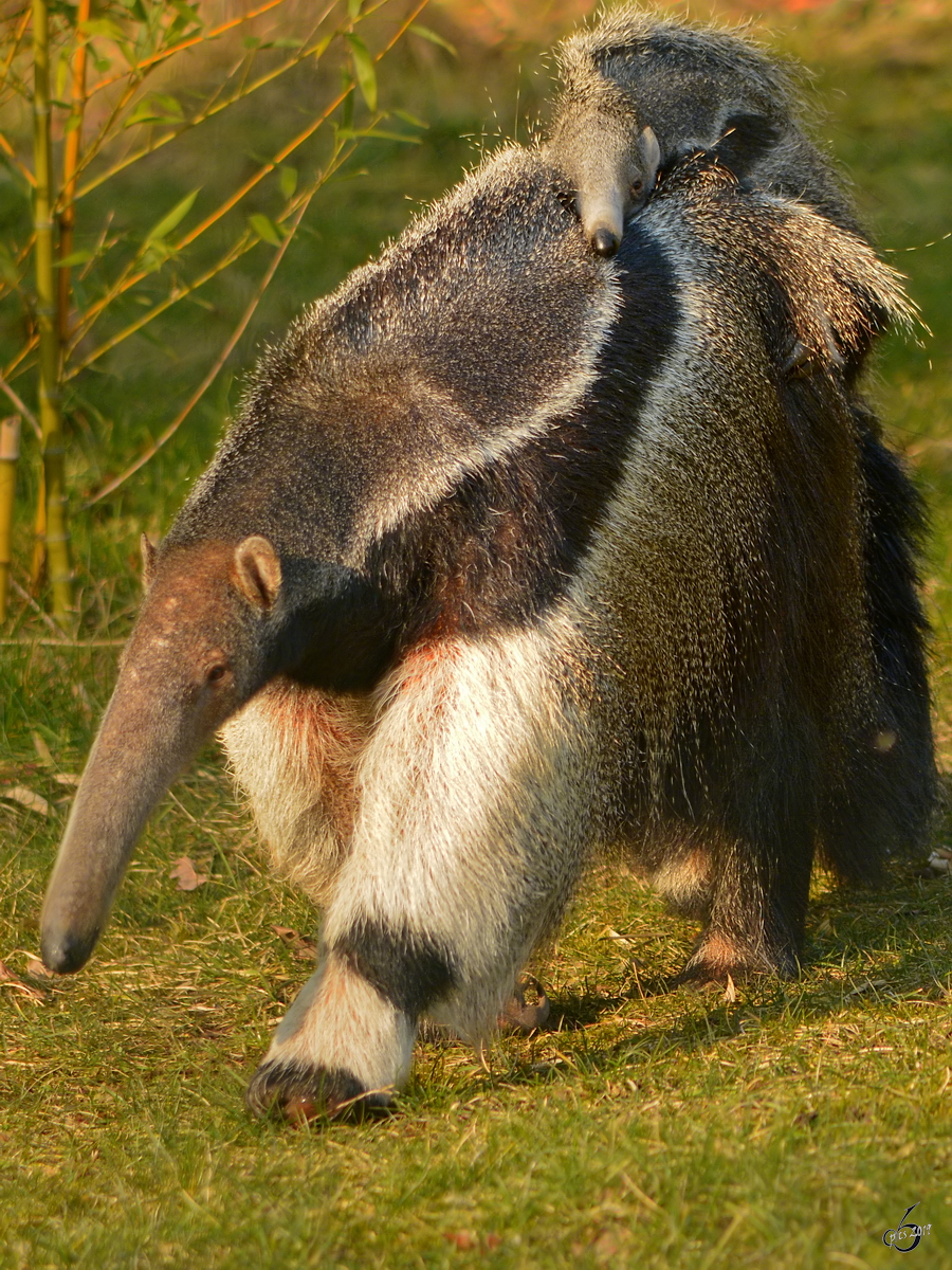 Ein groer Ameisenbr mit Nachwuchs. (Zoo Dortmund, Juni 2010)