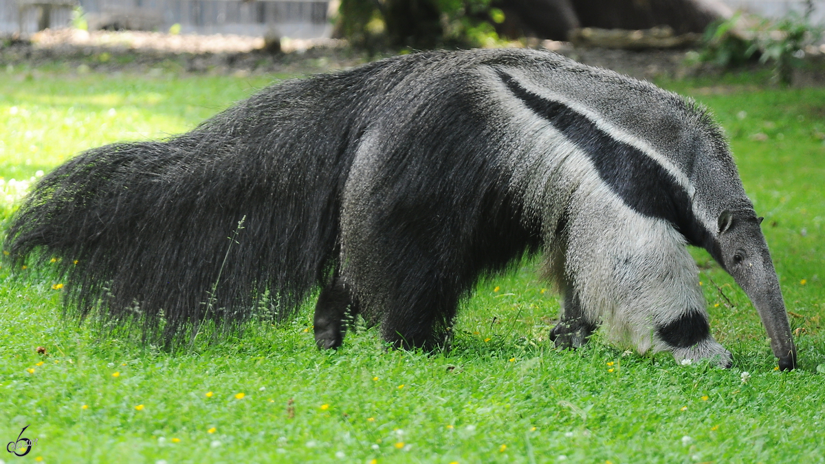 Ein groer Ameisenbr im Zoo Dortmund. (Juni 2010)