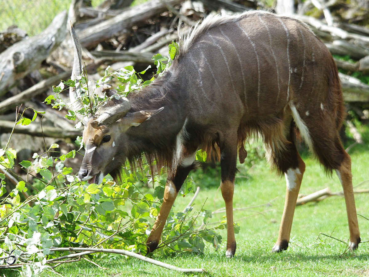 Ein Groer Kudu beim Fressen im Zoom Gelsenkirchen (September 2009)