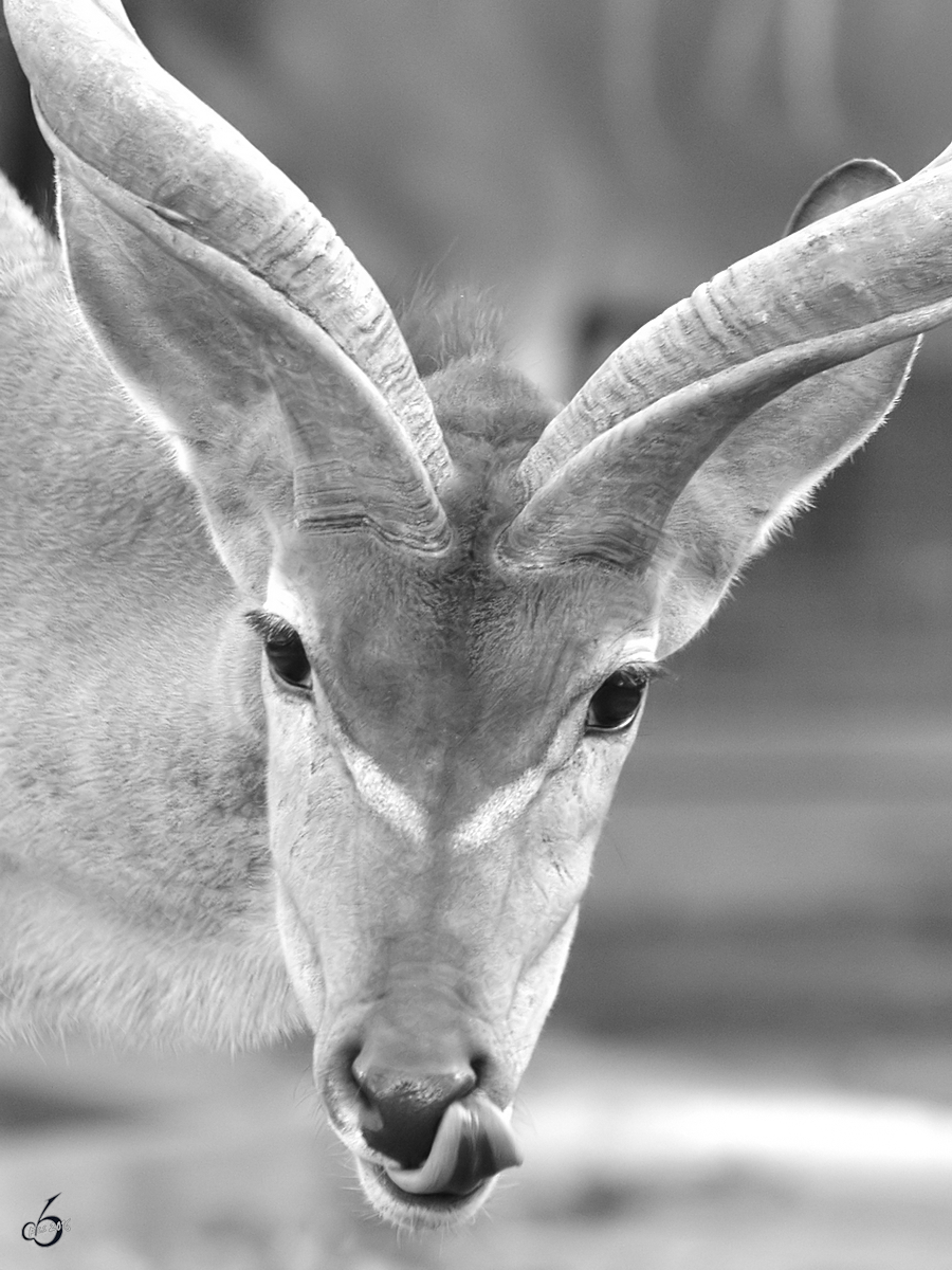 Ein Groer Kudu im Portrait. (Zoo Duisburg, Oktober 2011)