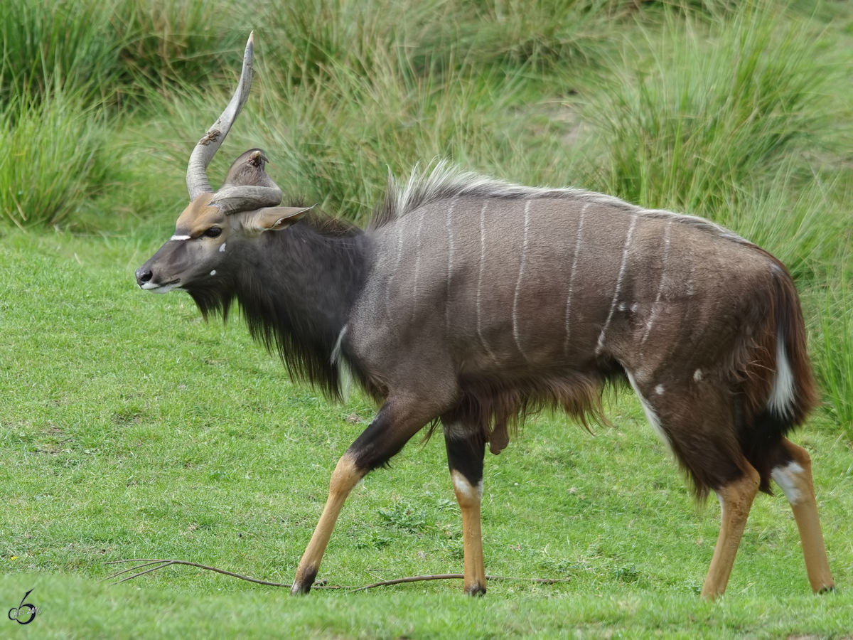 Ein Groer Kudu im satten Grn. (Zoom Gelsenkirchen, September 2009)