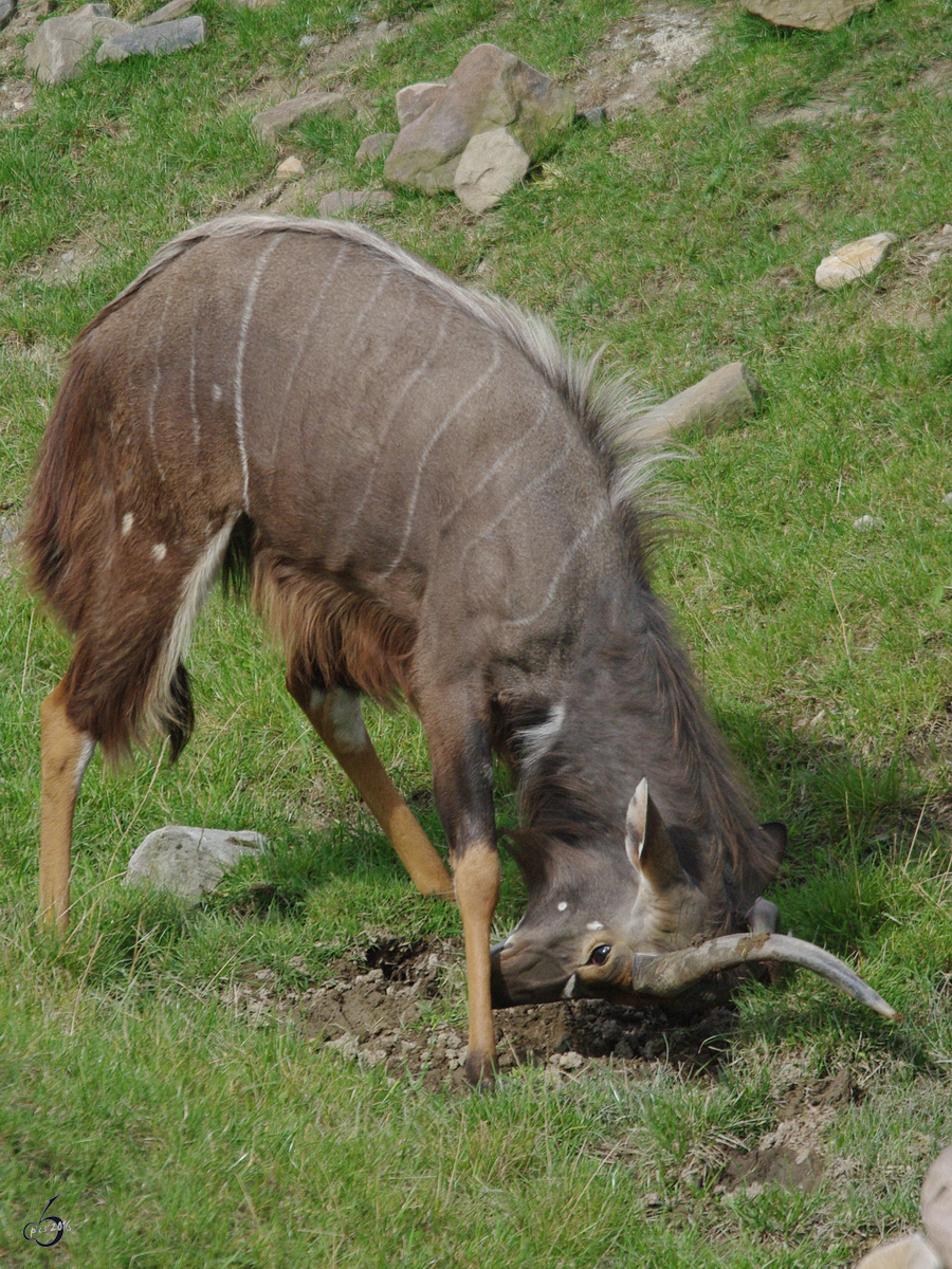 Ein Großer Kudu im satten Grün. (Zoom Gelsenkirchen, September 2009)