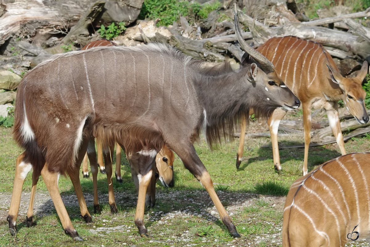 Ein Groer Kudu in der Savanne. (Zoom Gelsenkirchen, September 2009)