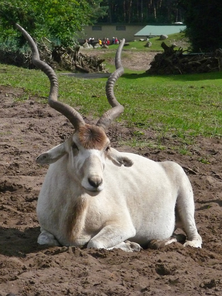 Ein groer Kudu im Serengetipark, 9.9.15 	