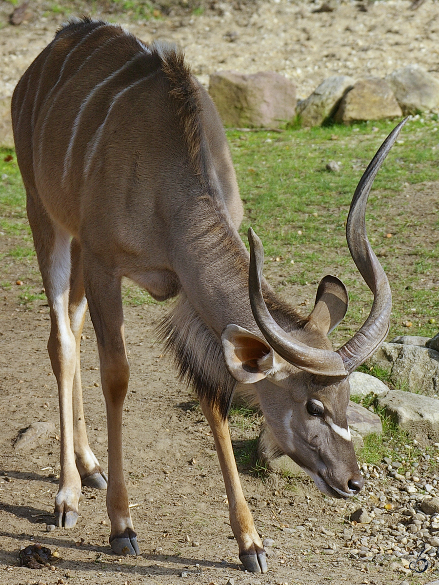 Ein Groer Kudu im Zoom Gelsenkirchen (Oktober 2006)