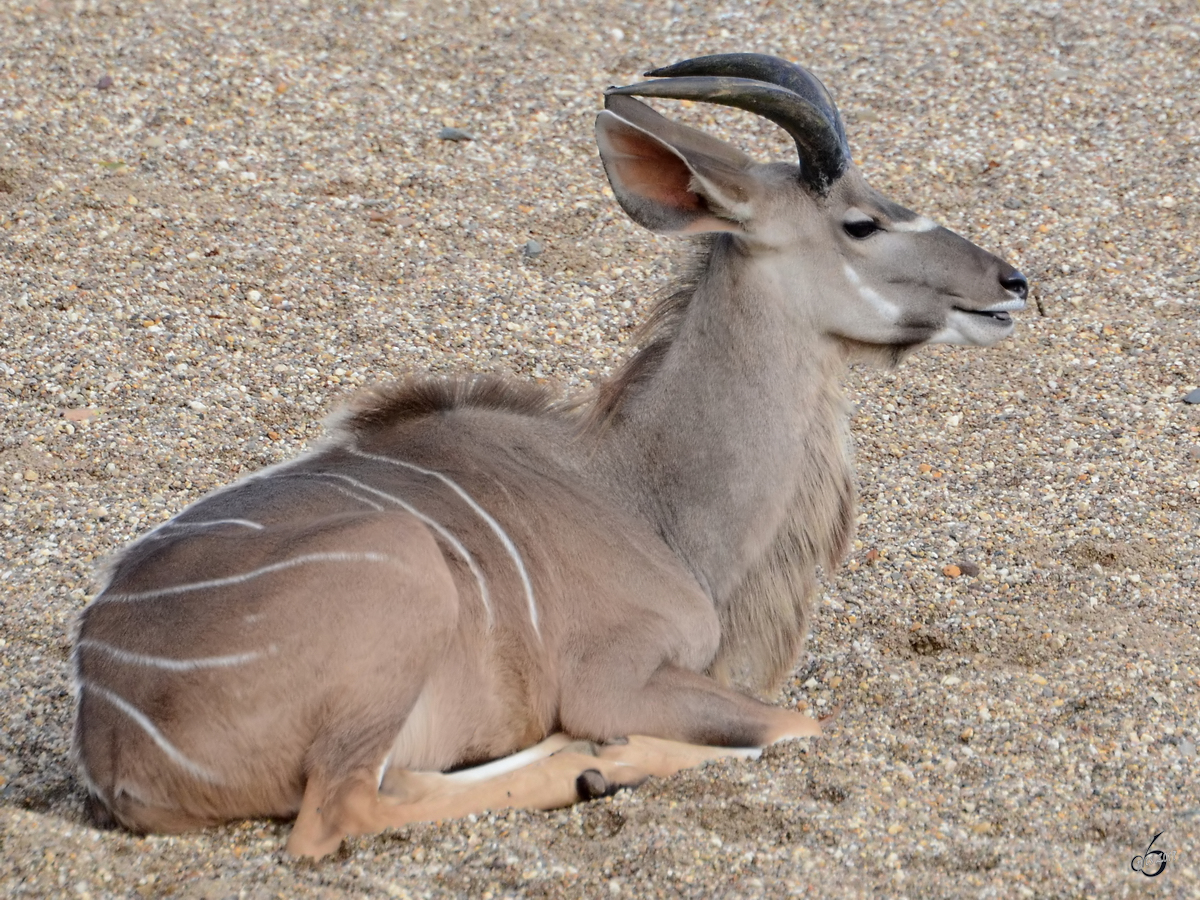 Ein Groer Kudu im Zoom Gelsenkirchen. (Oktober 2013)