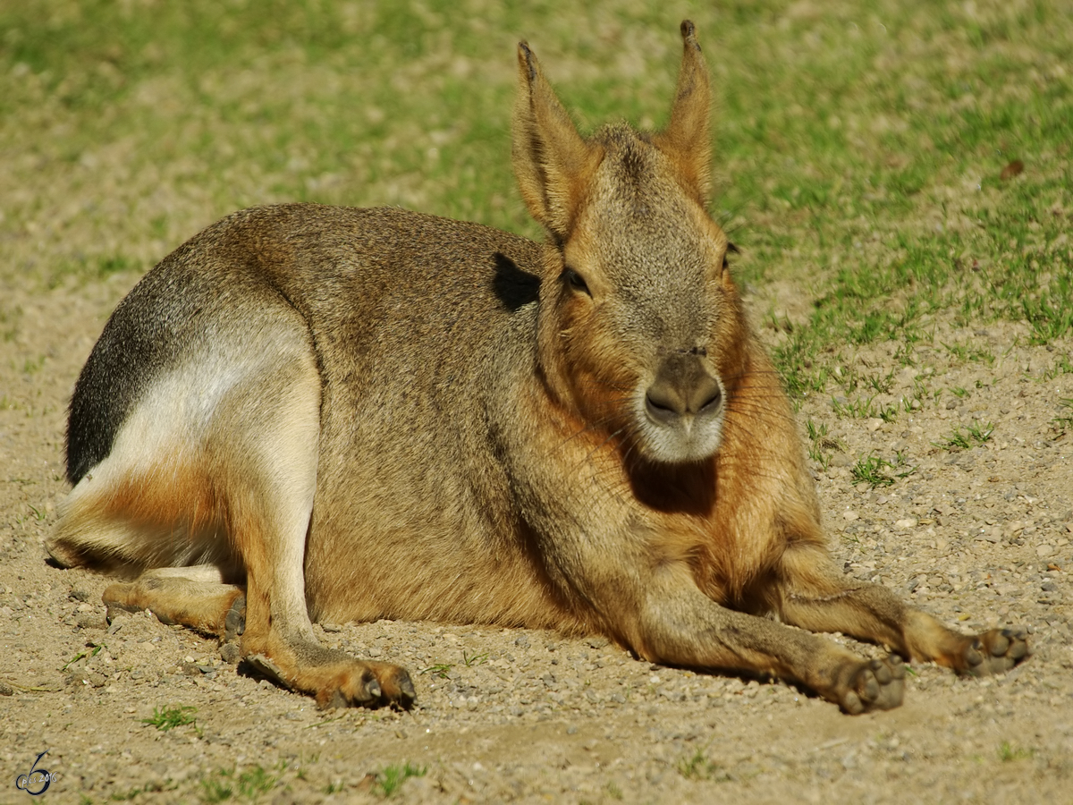 Ein Groer Mara im Zoo Dortmund. (September 2008)