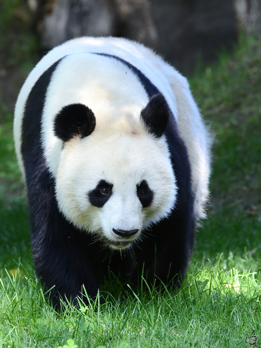 Ein Großer Panda bewegt sich gemächlich durch sein Revier. (Zoo Madrid, Dezember 2010)