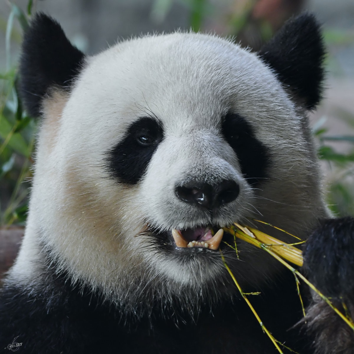 Ein Groer Panda Ende April 2018 beim Fressen im Zoo Berlin.