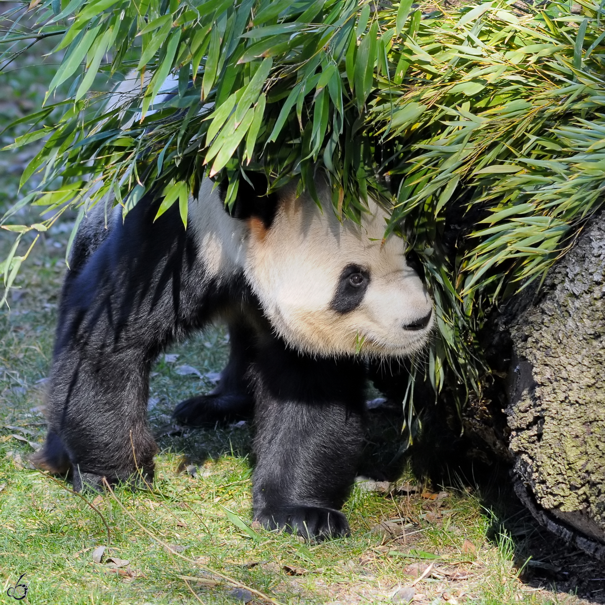 Ein Großer Panda kommt unter dem leckeren Bambus hervor. (Zoo Madrid, Dezember 2010)