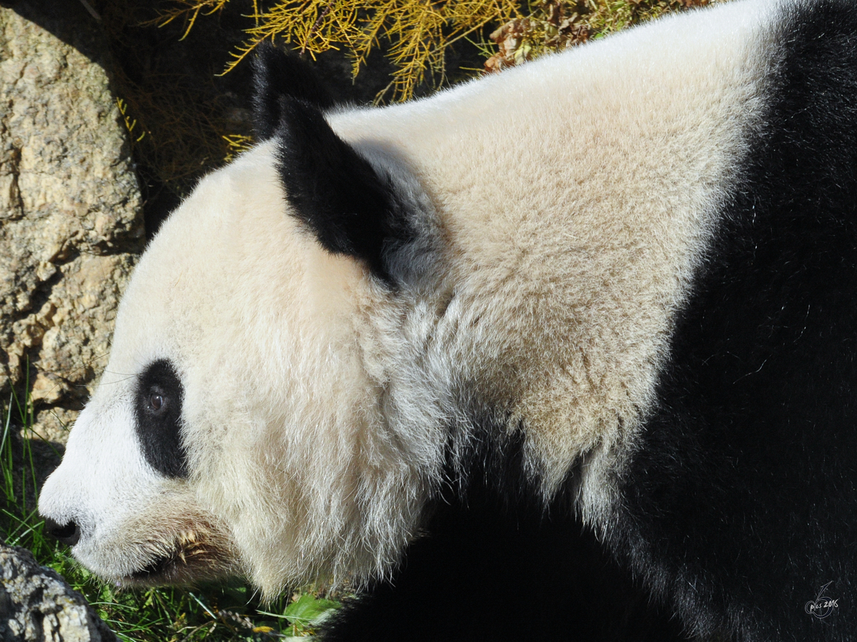 Ein Groer Panda im Seitenportrait. (Tiergarten Schnbrunn Wien, November 2010)