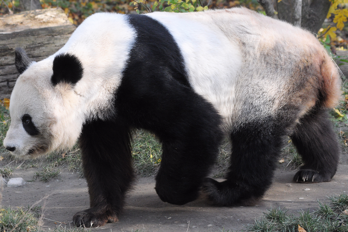 Ein Großer Panda Im Tiergarten Schönbrunn Tier Fotoseu