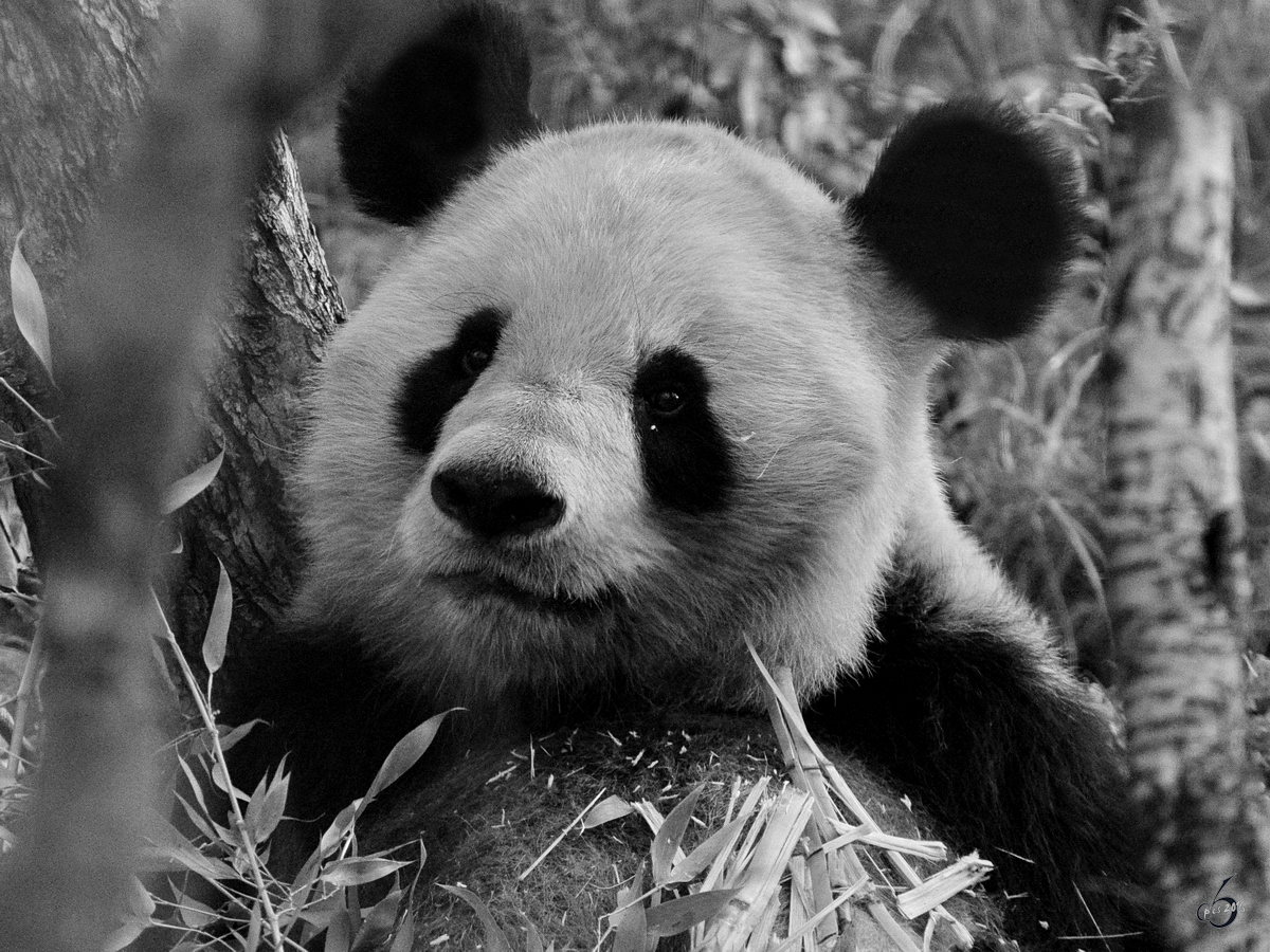 Ein Groer Panda im Tiergarten Schnbrunn.