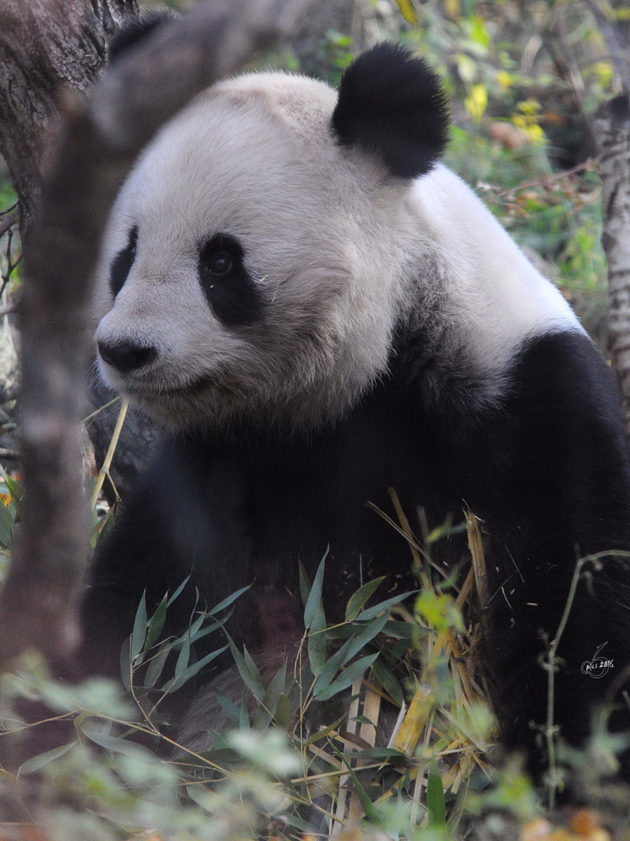 Ein Groer Panda im Tiergarten Schnbrunn.