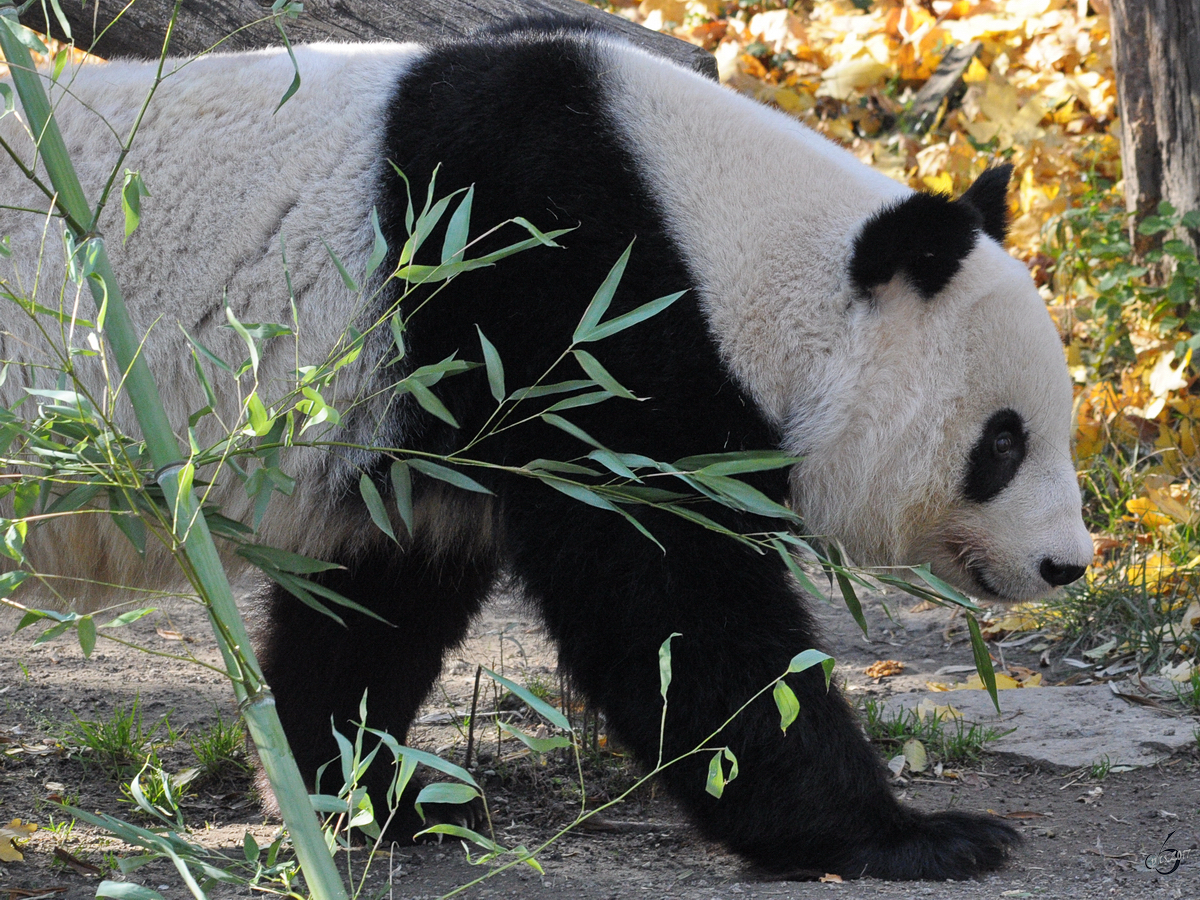 Großer Panda Ailuropoda Fotos Tier Fotoseu